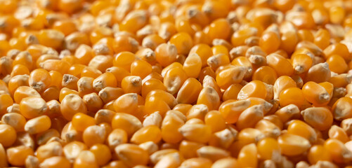 Dried corn kernels throughout the screen.