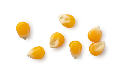Dried corn kernels placed on white background.