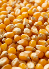 Dried corn kernels throughout the screen.