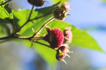 Process of harvesting raspberry and picking berries and wild raspberries in the forest of northern Sweden, Lapland, Norrbotten, near Norway border, hand full of wild raspberries