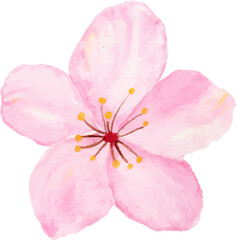 Isolated of watercolor cherry blossom or sakura flower. © dwiputrirats