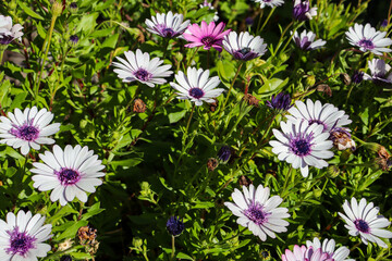 african daisy osteospermum flowers in garden