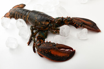 Fresh live lobster and ice cubes isolated on white background concept for expensive seafood menu, marine crustacean species and delicious healthy meal