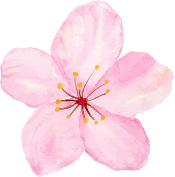 Isolated of watercolor cherry blossom or sakura flower.