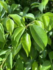 Green banyan leaves of a plant