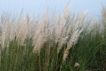 Kaash ful, Saccharum spontaneum is a seasonal flower which blooms in autumn, during Durga Puja festival.