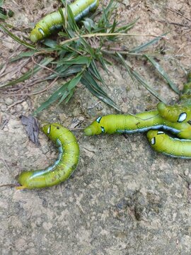 Caterpillar in the grass