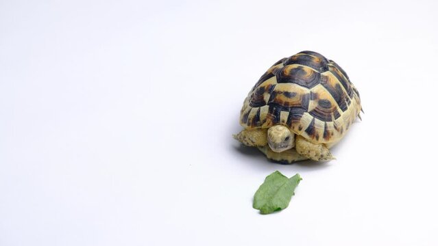 Testudo hermanni isolated on a white background