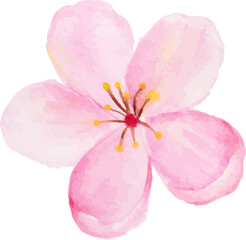 Isolated of watercolor cherry blossom or sakura flower.