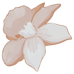 Watercolor Dried Flower, Brown flora clipart.