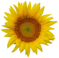 Fototapeta premium bright big yellow sunflower