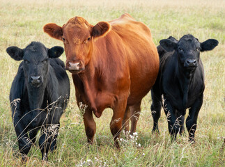 Red cow with two black calves