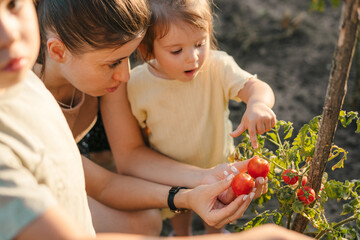 Mother teaching her children how to pick the right tomatoes from the garden. Tomatoes harvest....