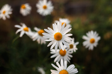 Obraz premium Big camomile flower on blurred background, close-up. Camomile in the nature. Chamomile with white petals for poster, calendar, post, screensaver, card, cover, website, copy space for your design