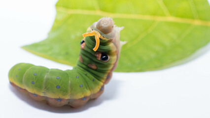 Spicebush swallowtail caterpillar 