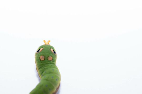 Spicebush Swallowtail Caterpillar 