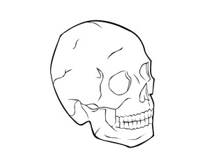 skull lineart