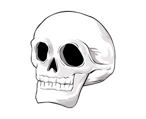 Fototapeta premium skull