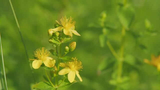 St. John s wort flower hypericum perforatum. Bush of yellow herb st john s wort.