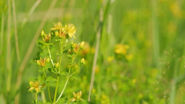 St. John s wort flower hypericum perforatum. Bush of yellow herb st john s wort.