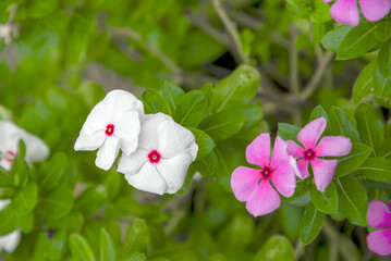 The watercress is blooming in the morning.