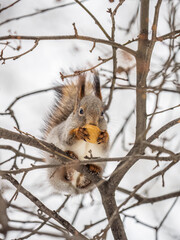The squirrel with nut sits on tree in the winter or late autumn