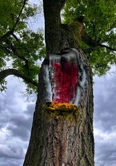 trunk