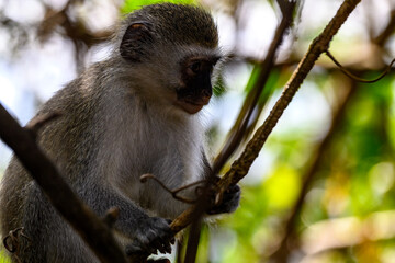 A monkey in the trees 