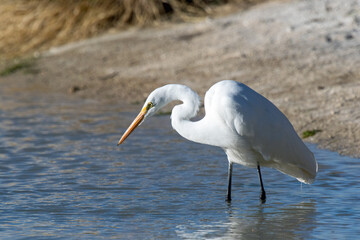 Great Egret (Ardea alba)
