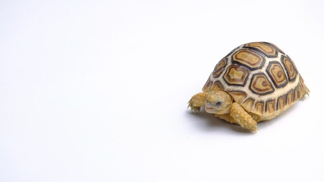 Stigmochelys pardalis eats vegetables isolated on a white background