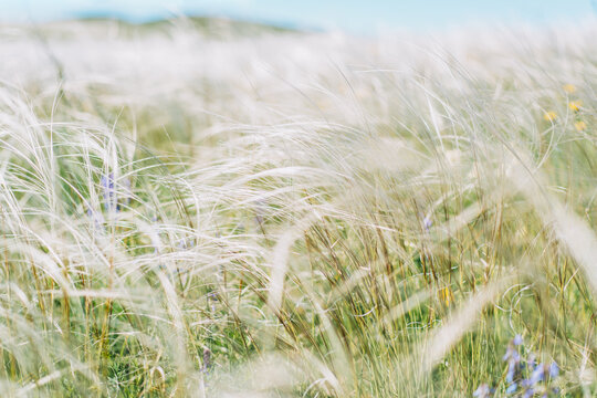 A field of feather grass sways in the wind close-up.