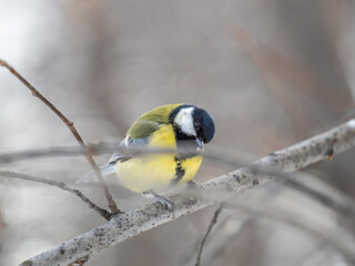 Cute bird Great tit, songbird sitting on a branch without leaves in the autumn or winter.