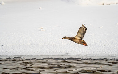 Mallard Duck flies over the snowy river bank