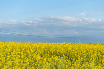 rape flowers field
