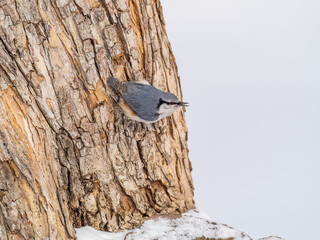 Eurasian nuthatch or wood nuthatch, lat. Sitta europaea, sitting on a tree trunk with snow in winter