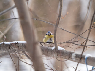 Cute bird, Eurasian blue tit, songbird sitting on a branch without leaves in the autumn or winter