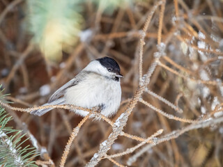 Cute bird the willow tit, song bird sitting on the fir branch