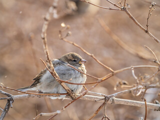 Sparrow sits on a branch without leaves.