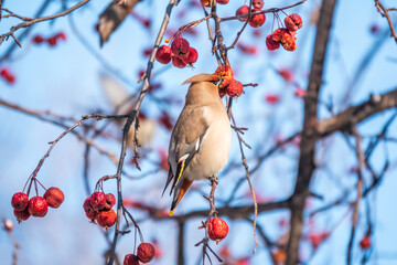 Bohemian waxwing, a beautiful tufted bird, Latin name Bombycilla garrulus, sitting on a wild apple tree and eats red wild apples in winter or early spring day.