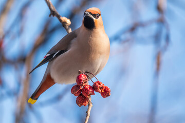 Bohemian waxwing, a beautiful tufted bird, Latin name Bombycilla garrulus, sitting on a wild apple tree and eats red wild apples in winter or early spring day.