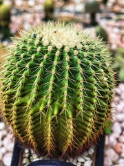 Cactus, flower of the desert. Tropical cactus.
