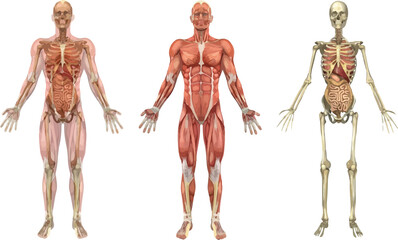 Fototapeta Anatomia musculos huesos obraz