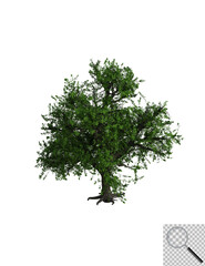 Illustration eines Laubbaums auf transporentem Hintergrund. 3D-Darstellung.