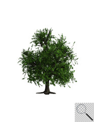 Illustration eines Laubbaums auf transporentem Hintergrund. 3D-Darstellung.