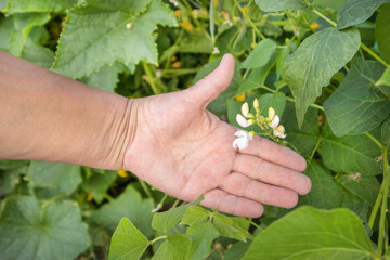 Naklejka na ściany i meble White Bean Plant Flower in Female Farmer's Hand, Outdoor Garden