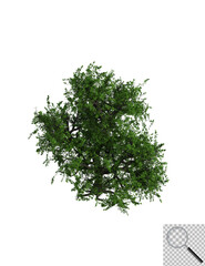 Obraz premium Illustration eines Laubbaums auf transporentem Hintergrund. 3D-Darstellung.