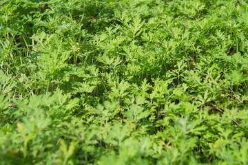 Life in the dnrnvn, with clean grass and beautiful nature