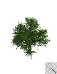 Fototapeta premium Illustration eines Laubbaums auf transporentem Hintergrund. 3D-Darstellung.