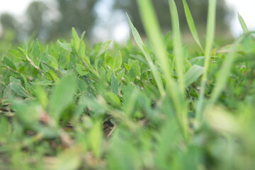 Life in the dnrnvn, with clean grass and beautiful nature