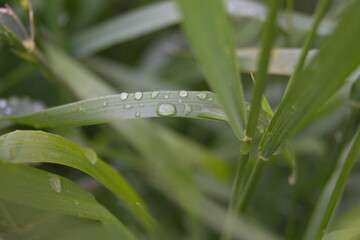 Life in the dnrnvn, with clean grass and beautiful nature